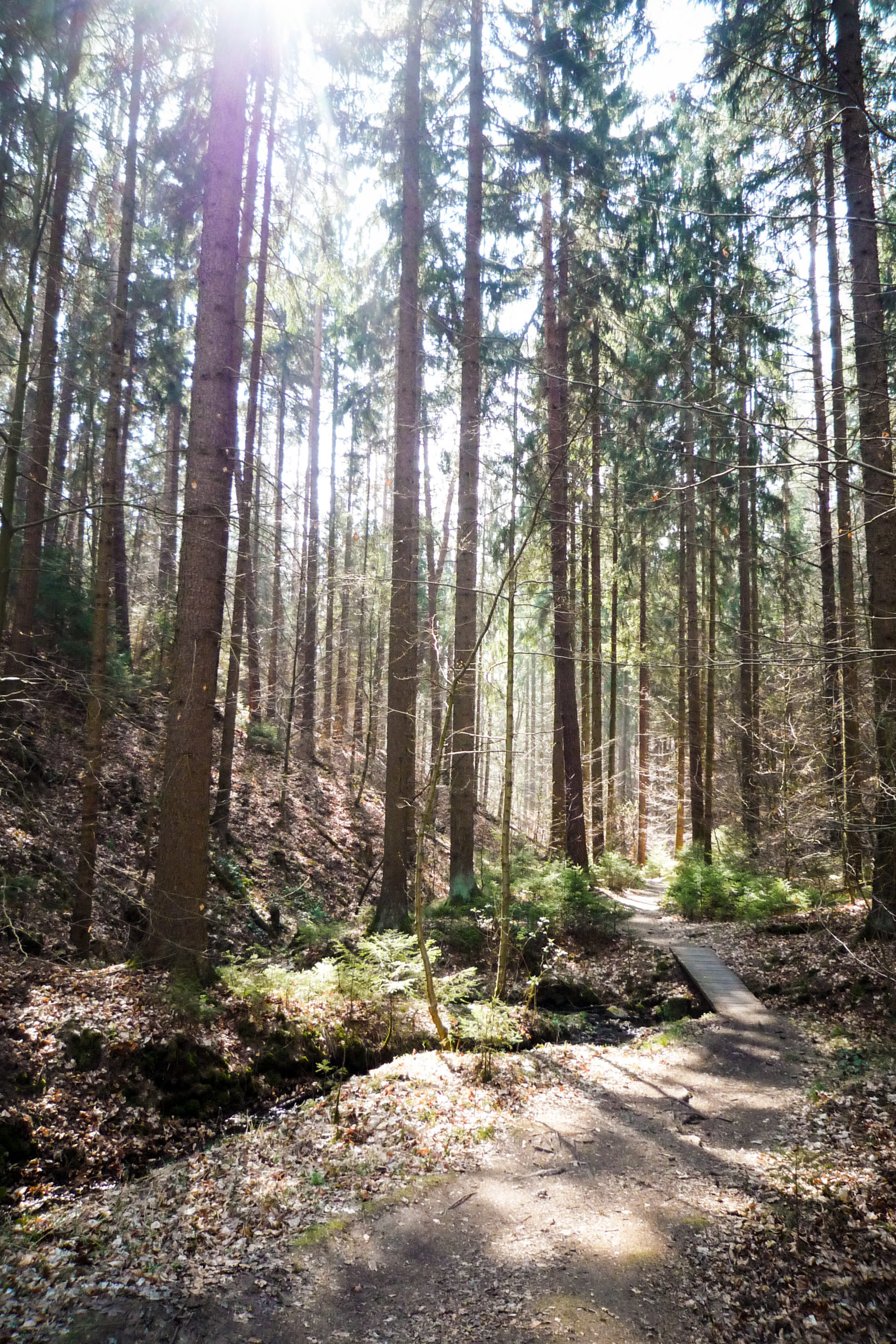 feiner Trail im Steingründchen