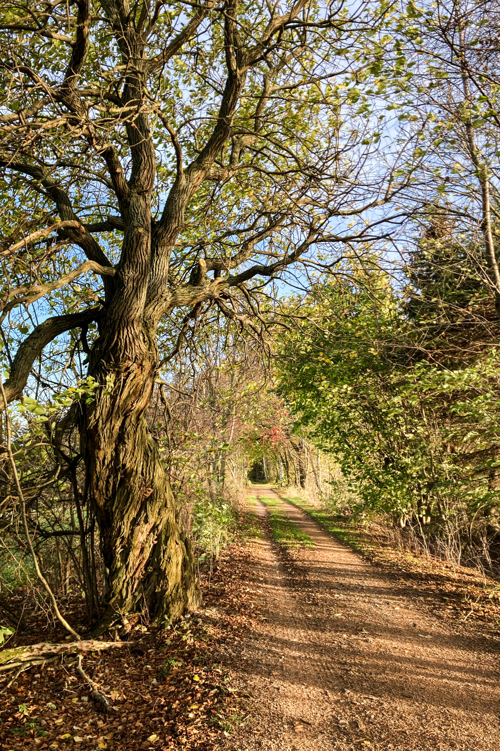 Kurz vor dem Turmberg bildet sich ein grüngelber Tunnel aus alten Bäumen.